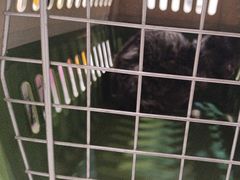 -伟伟宠物医院·CT影像中心·瑞派犬猫综合性门诊(汉口总院)
