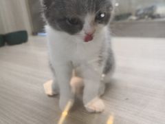 -飞行喵MR PILOT|猫舍·猫咖(静安大融城店)