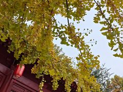 -元大都城垣遗址公园