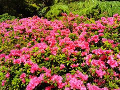 -上海滨江森林公园