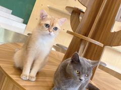 -飞行喵MR PILOT|猫舍·猫咖(静安大融城店)