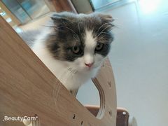 -飞行喵MR PILOT|猫舍·猫咖(静安大融城店)