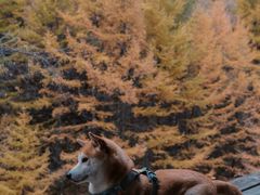 -苏木山森林公园