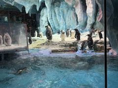 -帝企鹅自助餐厅•儿童岛•真企鹅(长隆企鹅酒店)