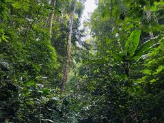 -西双版纳原始森林公园