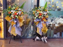 -ChaKo Flora ·茶子花艺 (市北店)