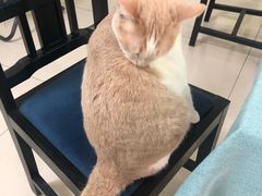 -鼓捣猫呢主题猫咖店