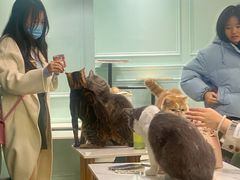 -安格丽娜·狗咖·猫咖羊驼咖(春熙路百盛商场店)