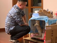 -欣宠猫屋·矮脚拿破仑·蓝金金渐层