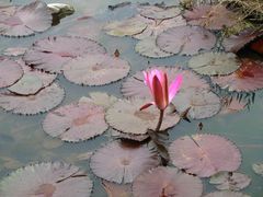 -金鸡湖桃花岛