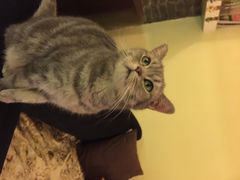 猫色咖啡-猫色咖啡·猫咖