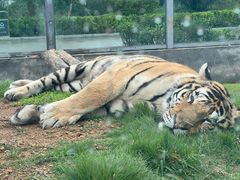-西霞口神雕山野生动物世界