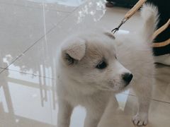 -福懋动物医院·犬猫全科·外科·重症科(杏林分院)