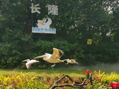 -广州长隆飞鸟乐园