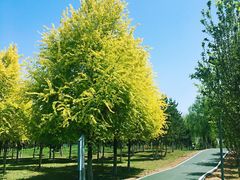 -洨河生态公园
