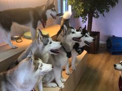 -Husky Go! 哈士奇体验馆·宠物咖啡厅狗咖