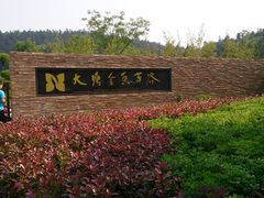 -大塘金香草谷