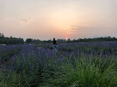 -北京东方普罗旺斯薰衣草庄园