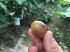 -马陆小张葡萄园农家乐