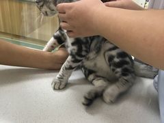 -康乐宝动物医院