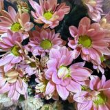 季节的第一朵花