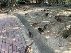 -泉州海丝野生动物世界