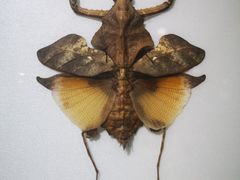 -上海昆虫博物馆