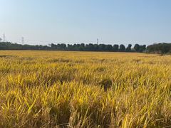 -武汉紫薇都市田园