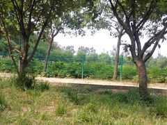 -洛阳郁金香牡丹园