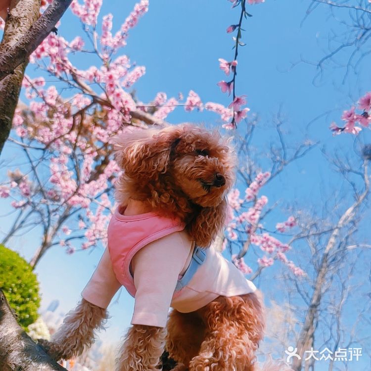 樱花季的旅行