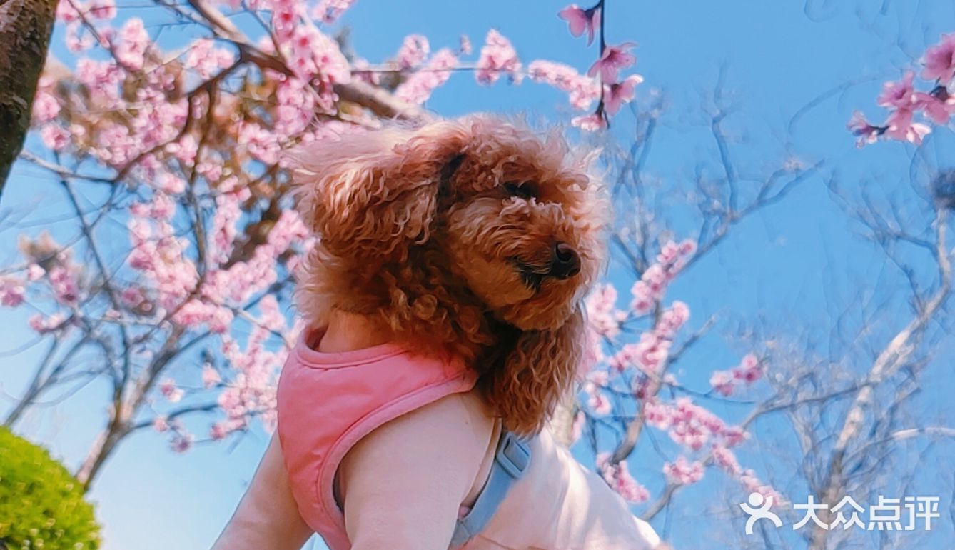 樱花季的旅行