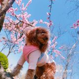 樱花季的旅行