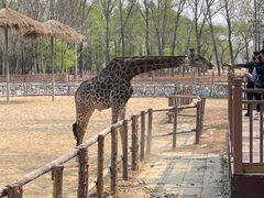 -北京野生动物园