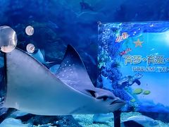 -烟台海昌鲸鲨海洋公园