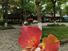 -西溪国家湿地公园