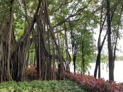 -荔湾湖公园