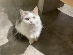 -more than meow吴止猫主题餐厅(承德 中船汇店)