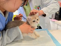 -艾吉宠物医院·疑难杂症转诊中心·猫友好(碧江路院)