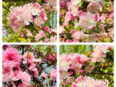 -海棠花溪(元大都城垣遗址公园)