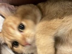 -三花喵·撸猫购宠·宠物生活馆(虹桥南丰城店)
