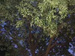 -陈家山荷花公园