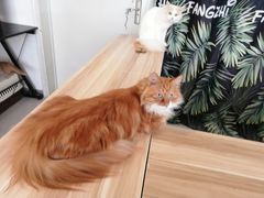 -平行世界·猫咖(首经贸店)
