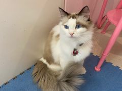 -囡的喵喵酱·萌宠生活馆·宠物洗护美容(胶州路店)