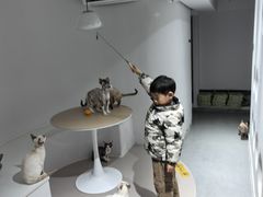 -琪喵猫屋·撸猫猫咖·猫舍