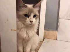 -猫爷宠物生活馆·撸猫馆