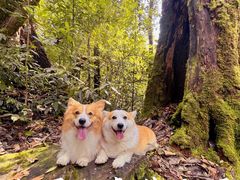 -云南屏边大围山国家公园