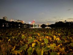 -南宁南湖公园