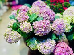 -双季花艺园艺市场(浦东店)