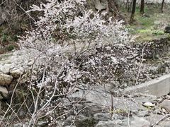 -秦岭终南山世界地质公园翠华山景区