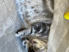 -猫力发电所·宠物专门店